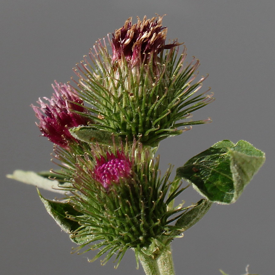 Image of Arctium minus specimen.