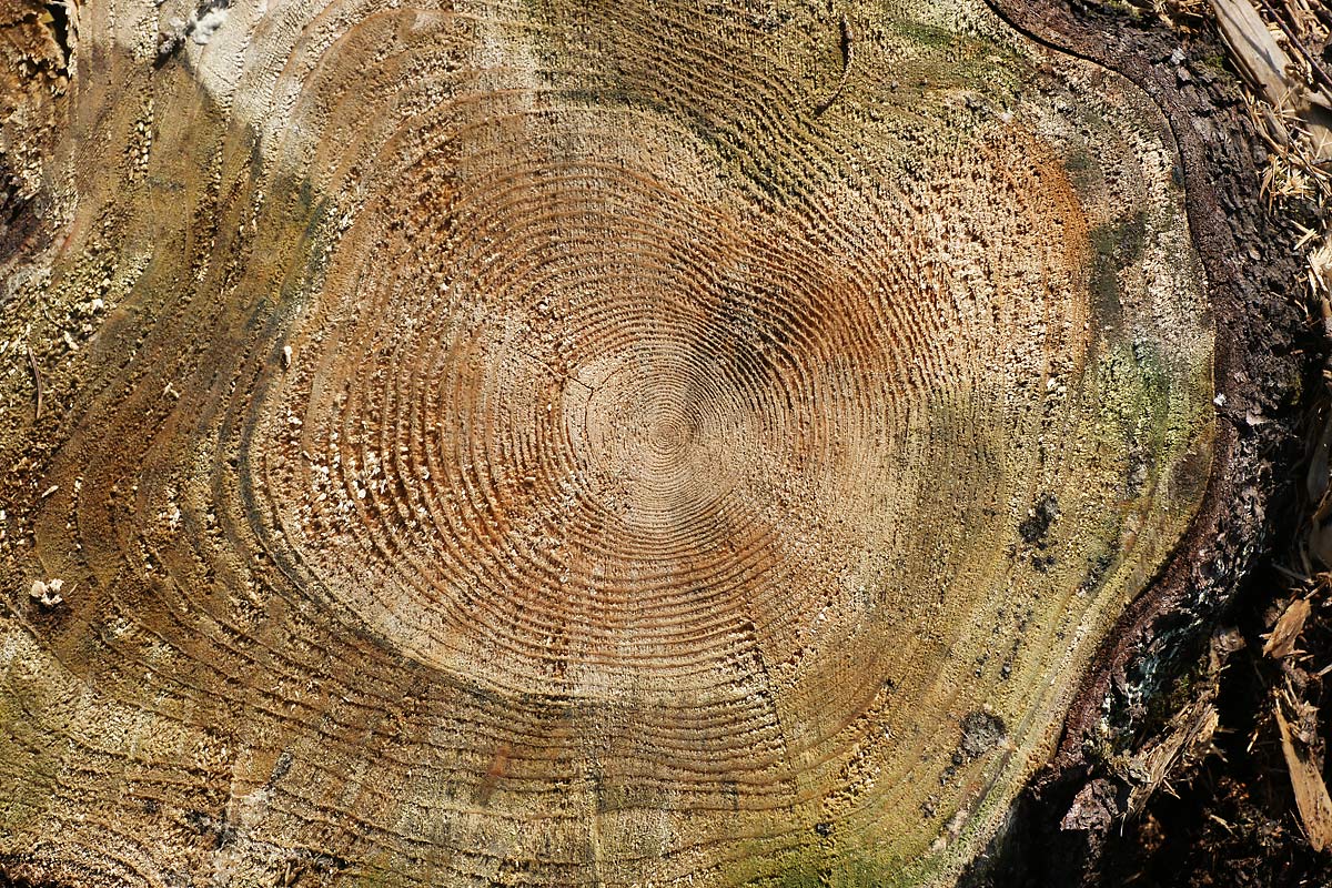 Изображение особи Pinus sylvestris.