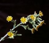 Lactuca serriola