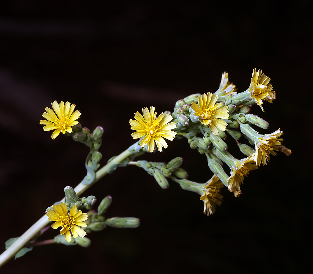 Изображение особи Lactuca serriola.