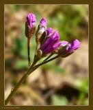 Cardamine quinquefolia. Соцветие с бутонами. Чувашия, г. Шумерля, городской парк. 5 мая 2009 г.