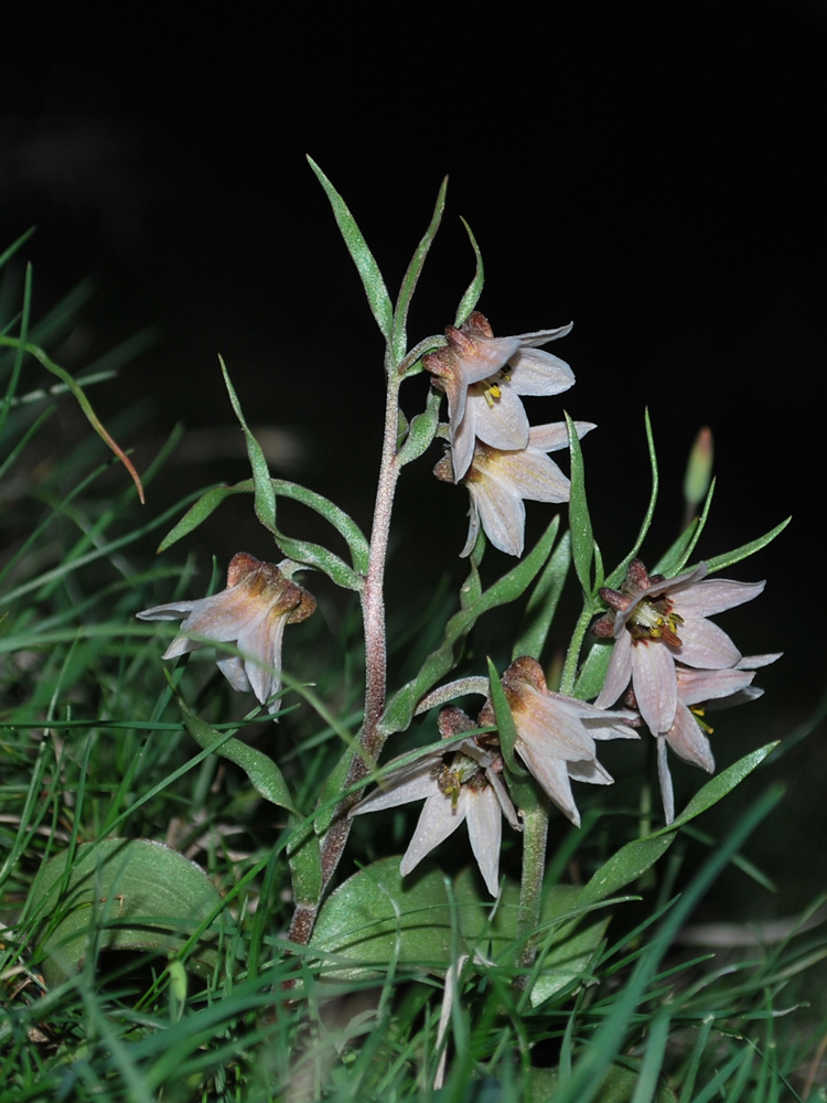 Image of Rhinopetalum stenantherum specimen.