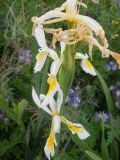 Iris pseudonotha