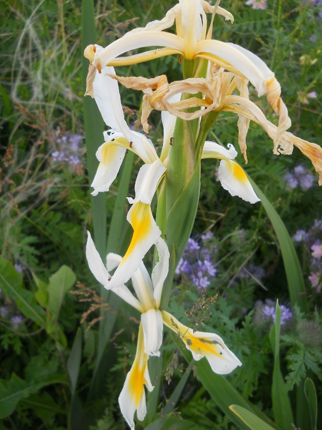 Image of Iris pseudonotha specimen.