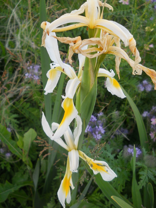 Изображение особи Iris pseudonotha.