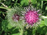 Arctium × ambiguum