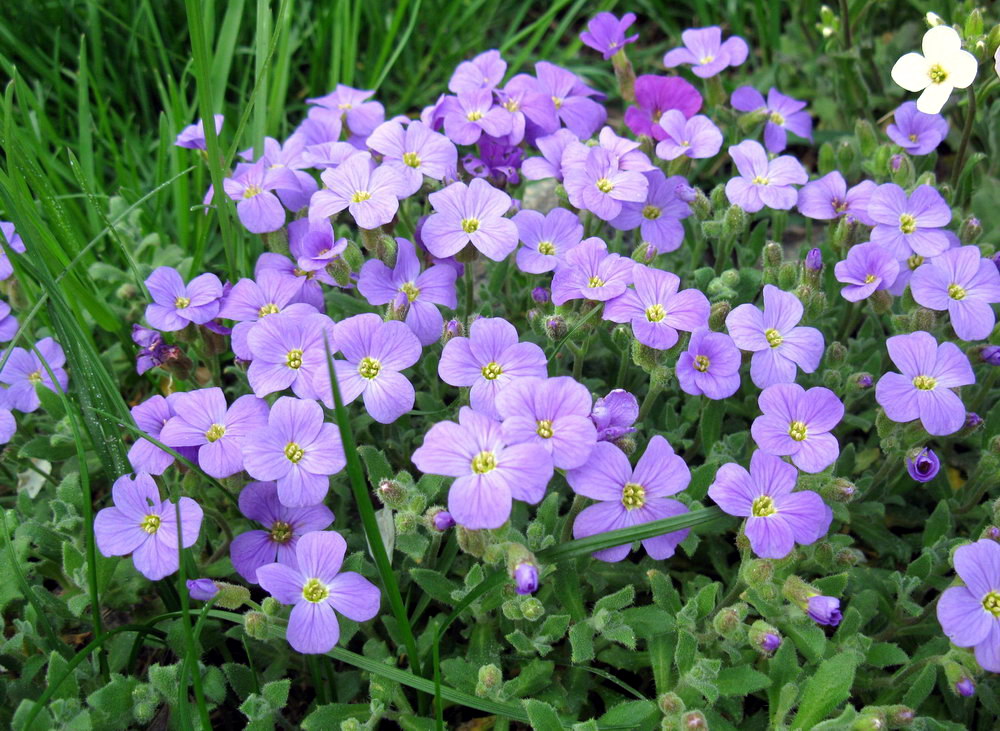 Изображение особи Aubrieta deltoidea.