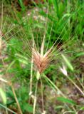 Hordeum leporinum. Распадающееся соплодие. Франция, Приморские Альпы, пригород г. Грас, у фабрики духов Галлимар. 21.06.2012.