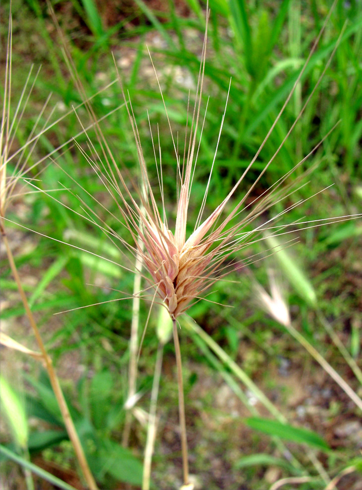 Image of Hordeum leporinum specimen.