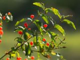 Lonicera tatarica. Верхушка веточки с плодами. Ростовская обл., Аксайский р-н, окр. хут. Александровка. 26.06.2012.