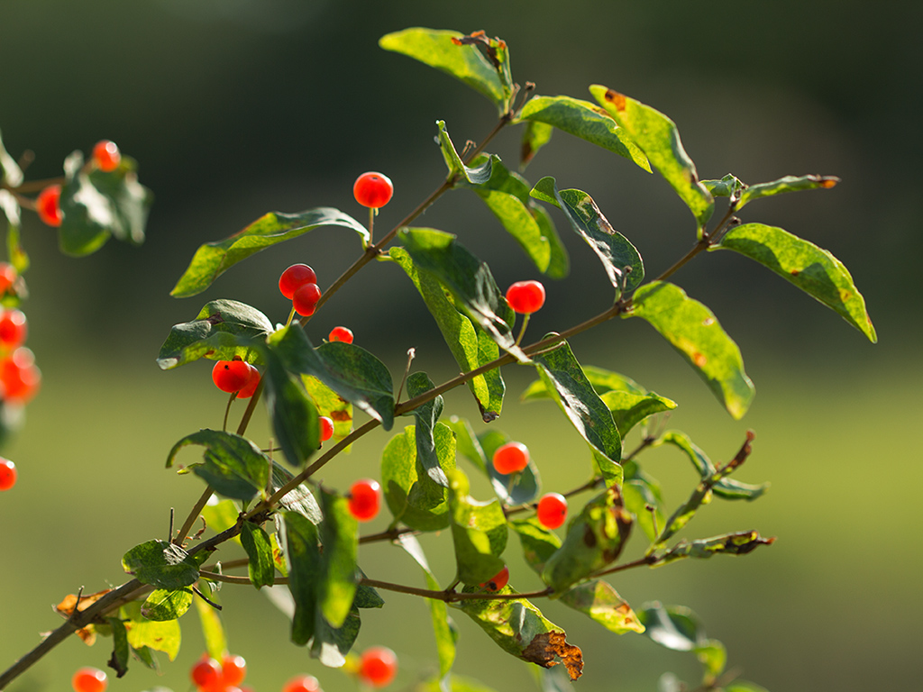 Изображение особи Lonicera tatarica.