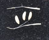 Tyrimnus leucographus