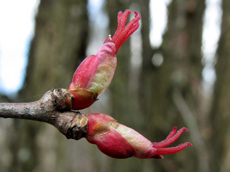 Image of Cercidiphyllum japonicum specimen.