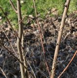 Robinia pseudoacacia. Средняя часть однолетних побегов. Германия, г. Кемпен, в городском саду. 05.03.2013.