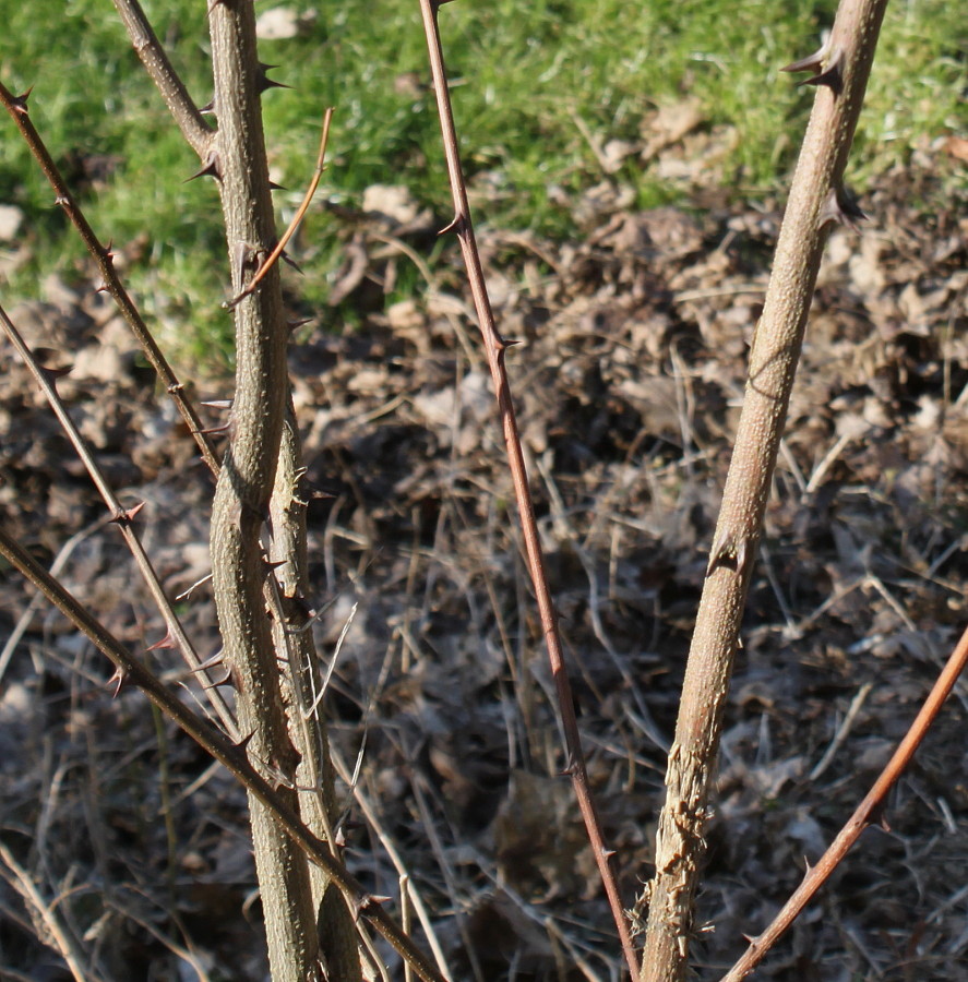 Изображение особи Robinia pseudoacacia.