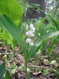 Convallaria majalis. Цветущее растение. Украина, Киевская обл., Киево-Святошинский р-н, окр. с. Малютянка, дубово-сосновый лес. 19.05.2010.