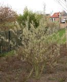 Amelanchier canadensis. Молодое растение в начале цветения. Германия, г. Кемпен, у прогулочной дорожки. 19.04.2013.