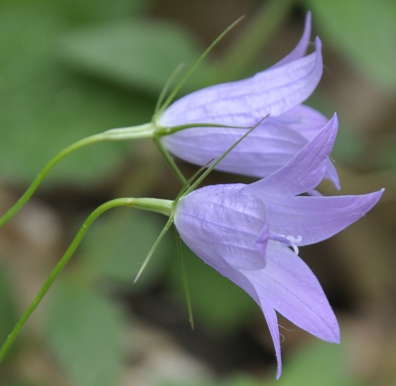 Image of Campanula spatulata specimen.