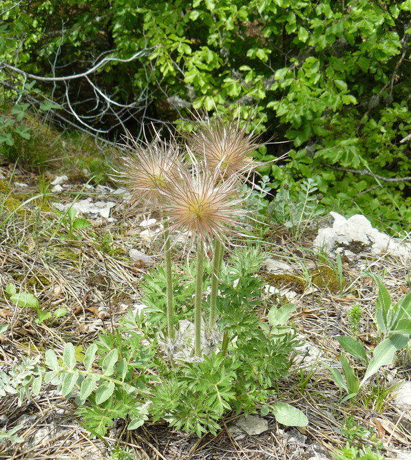 Изображение особи Pulsatilla taurica.