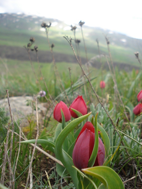 Изображение особи Tulipa julia.