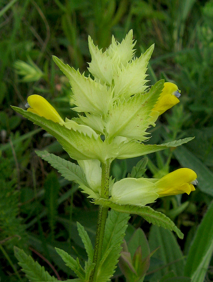 Изображение особи Rhinanthus vernalis.