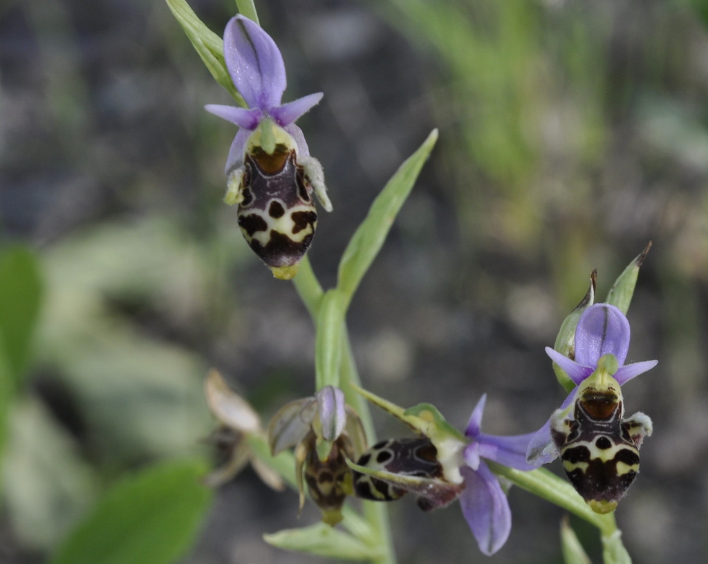 Изображение особи Ophrys oestrifera.