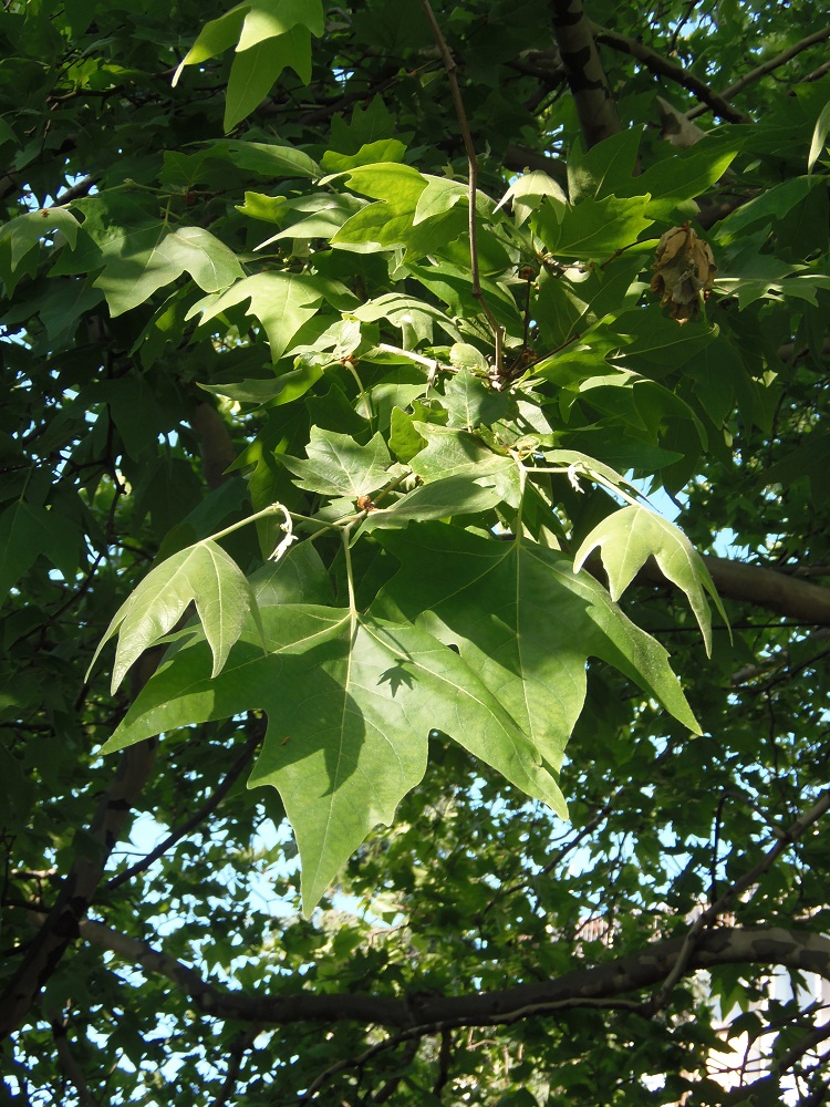 Изображение особи род Platanus.