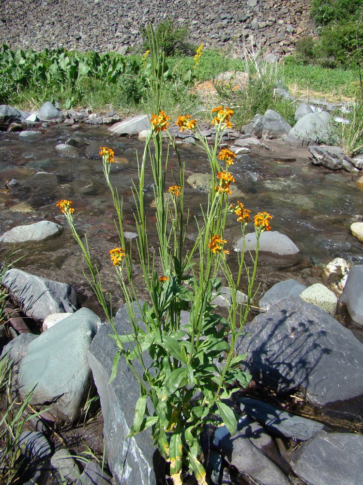 Изображение особи Erysimum croceum.