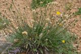 genus Leontodon. Цветущее и плодоносящее растение. Крым, Севастополь, окр. пос. Любимовка. 28 мая 2013 г.