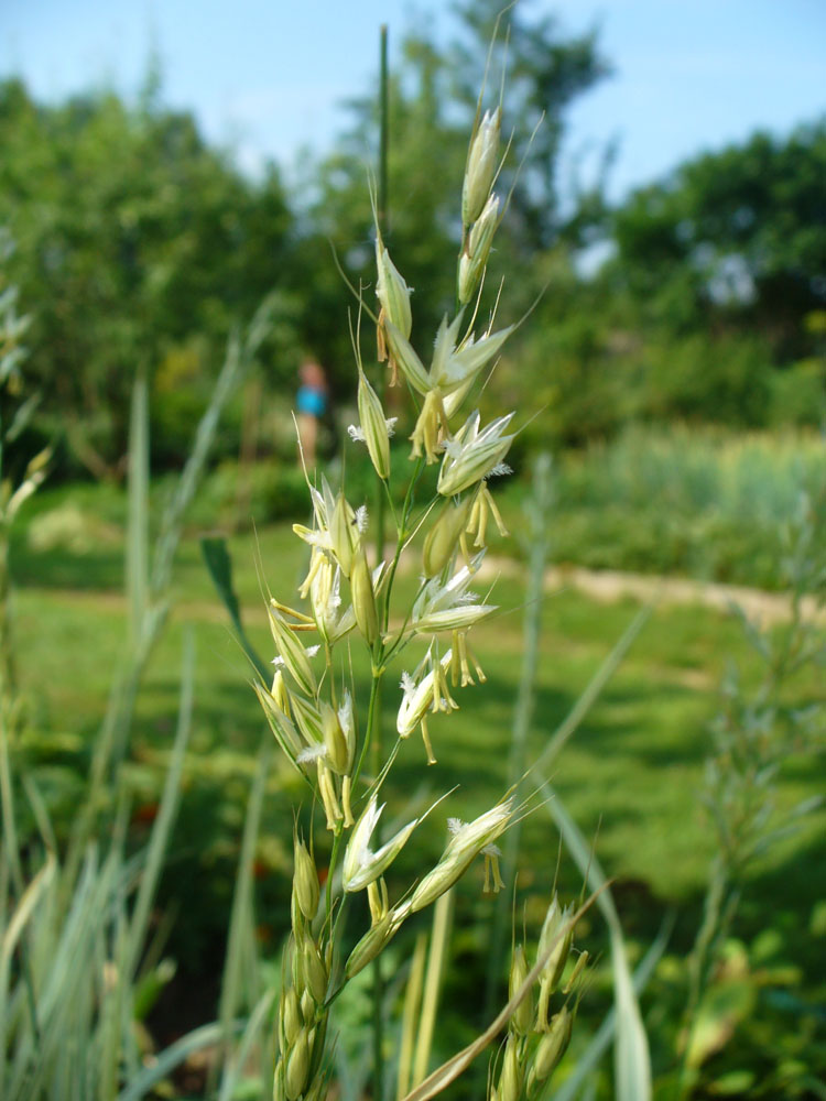 Изображение особи Arrhenatherum elatius ssp. bulbosum.