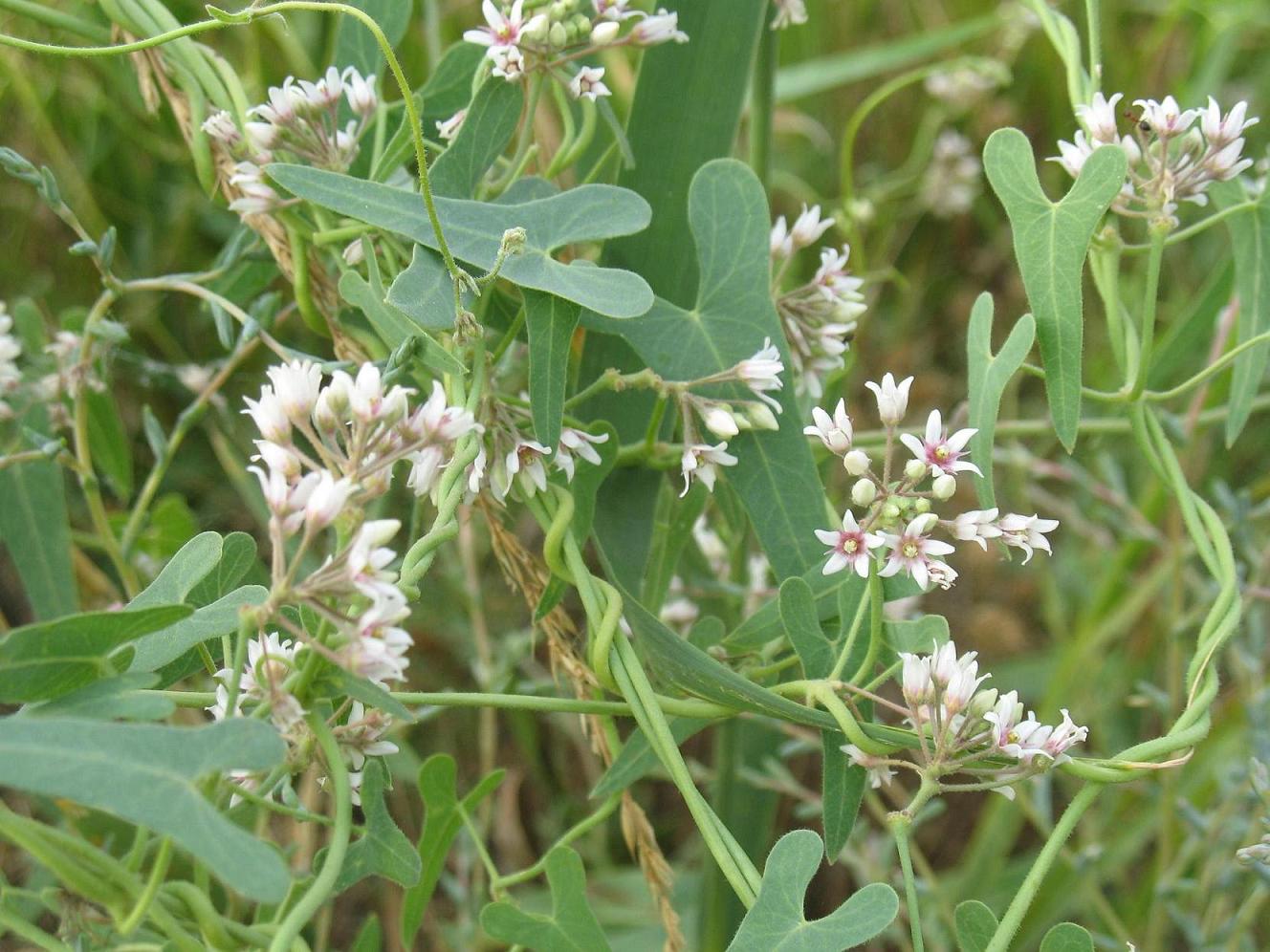 Image of Cynanchum sibiricum specimen.