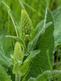 Verbascum nigrum. Верхушки побегов с развивающимися соцветиями. Ленинградская обл., Гатчинский р-н, окр. пос. Пудость, луг в старом травертиновом карьере. 08.06.2013.