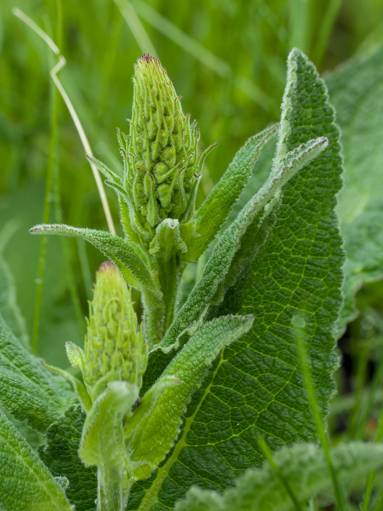 Изображение особи Verbascum nigrum.