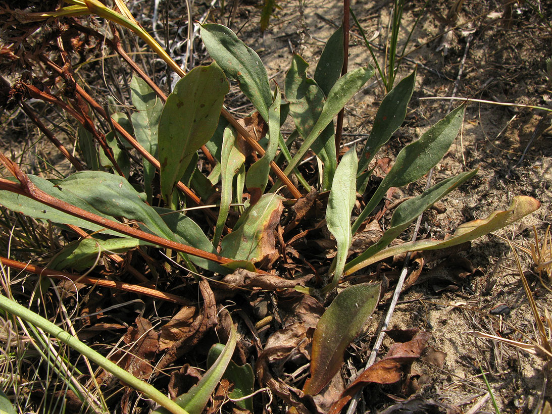 Image of Goniolimon tataricum specimen.