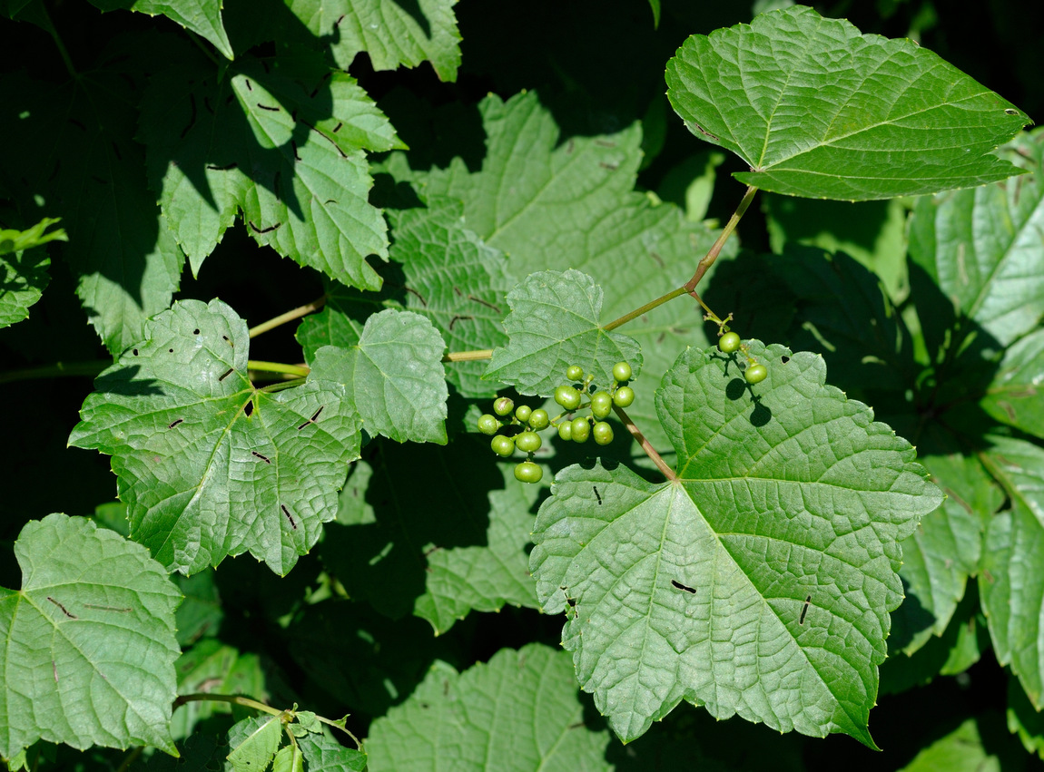 Image of Ampelopsis brevipedunculata specimen.