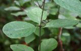 Lonicera xylosteum. Узел стебля, несущий трёхлистную мутовку. Тверская обл., Центрально-Лесной заповедник, 94 квартал, приручьевой смешанный лес. 21.08.2013.