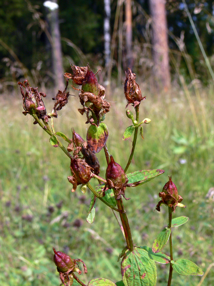 Изображение особи Hypericum maculatum.