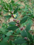 род Polygonum