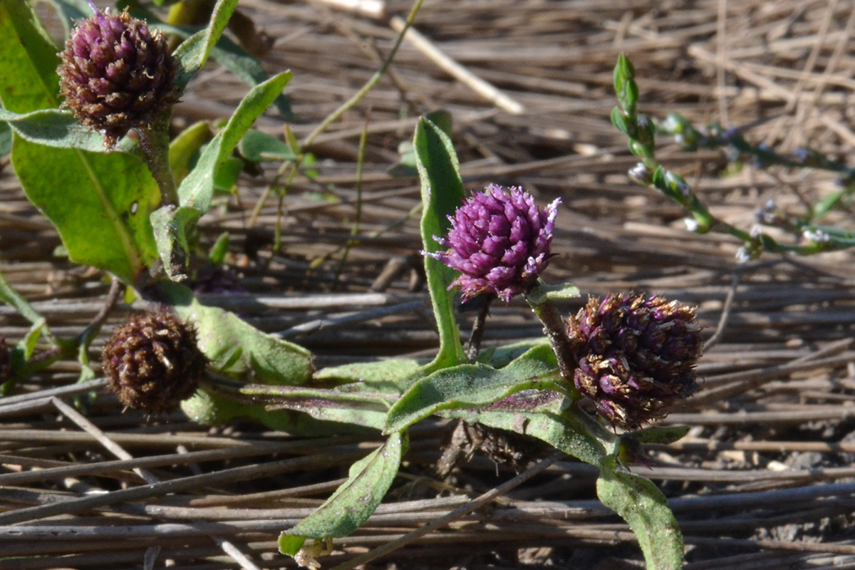 Изображение особи Sphaeranthus strobilifer.