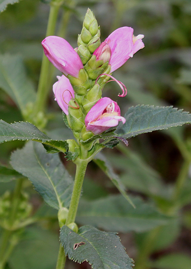 Изображение особи Chelone obliqua.