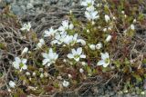 Arenaria pseudofrigida. Цветущее растение. Кольский п-ов, Хибины, подножие у южного склона массива Кукисвумчорр. 18.06.2013.