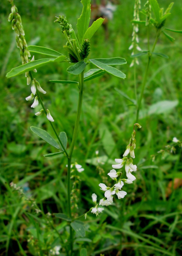 Image of Melilotus albus specimen.