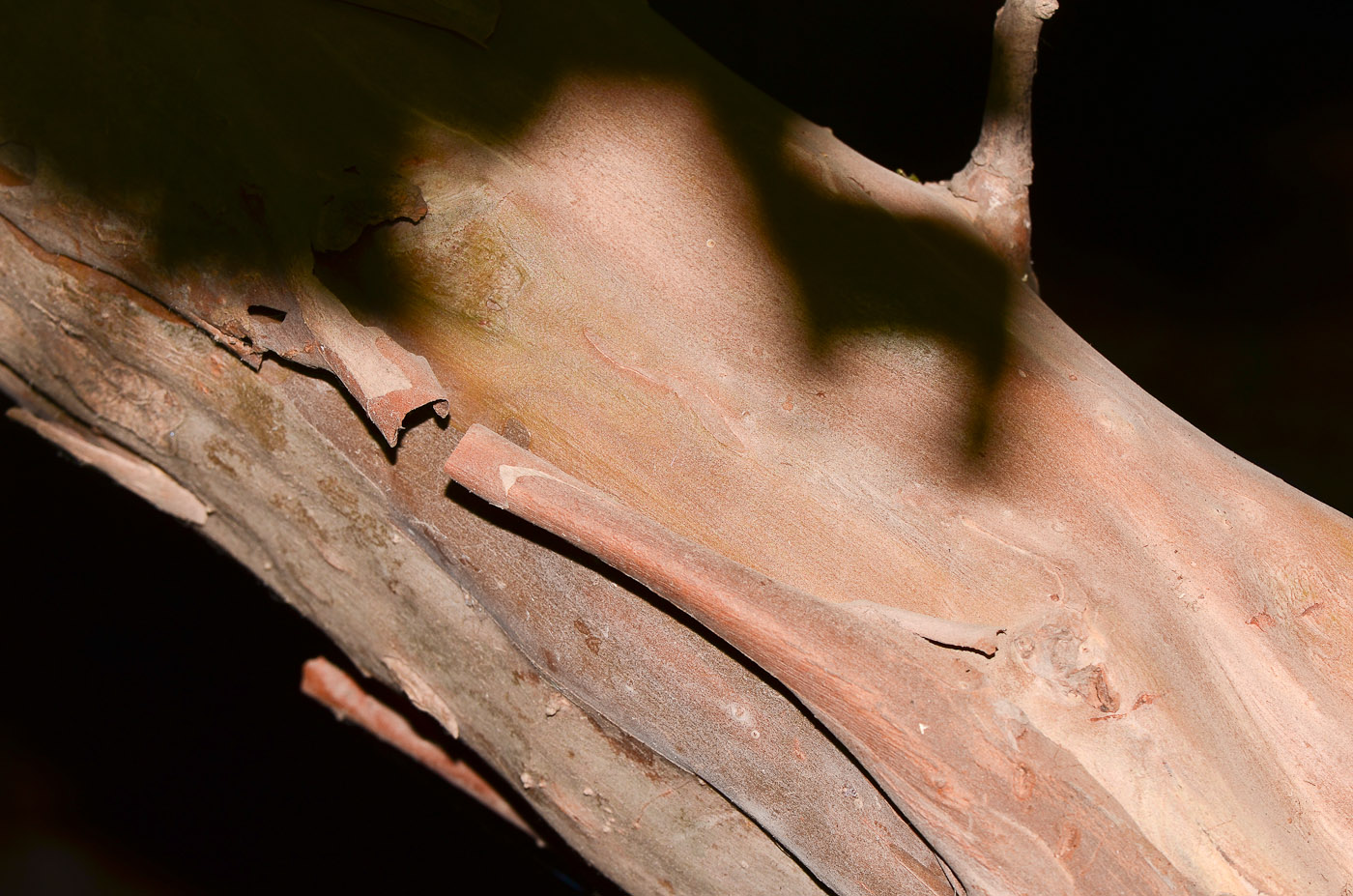 Image of Psidium guajava specimen.