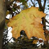 Platanus &times; acerifolia