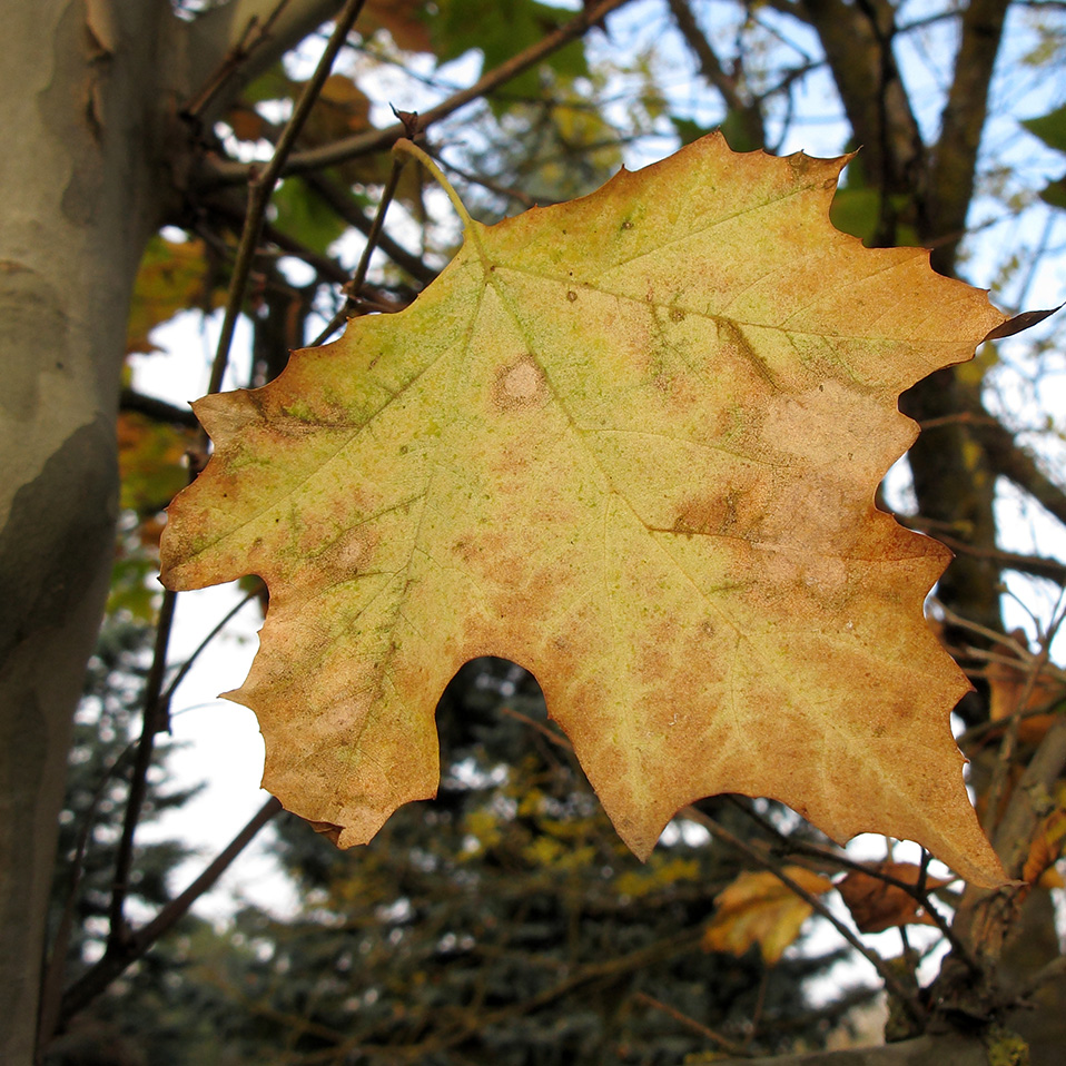 Image of Platanus &times; acerifolia specimen.