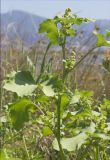 Xanthium orientale