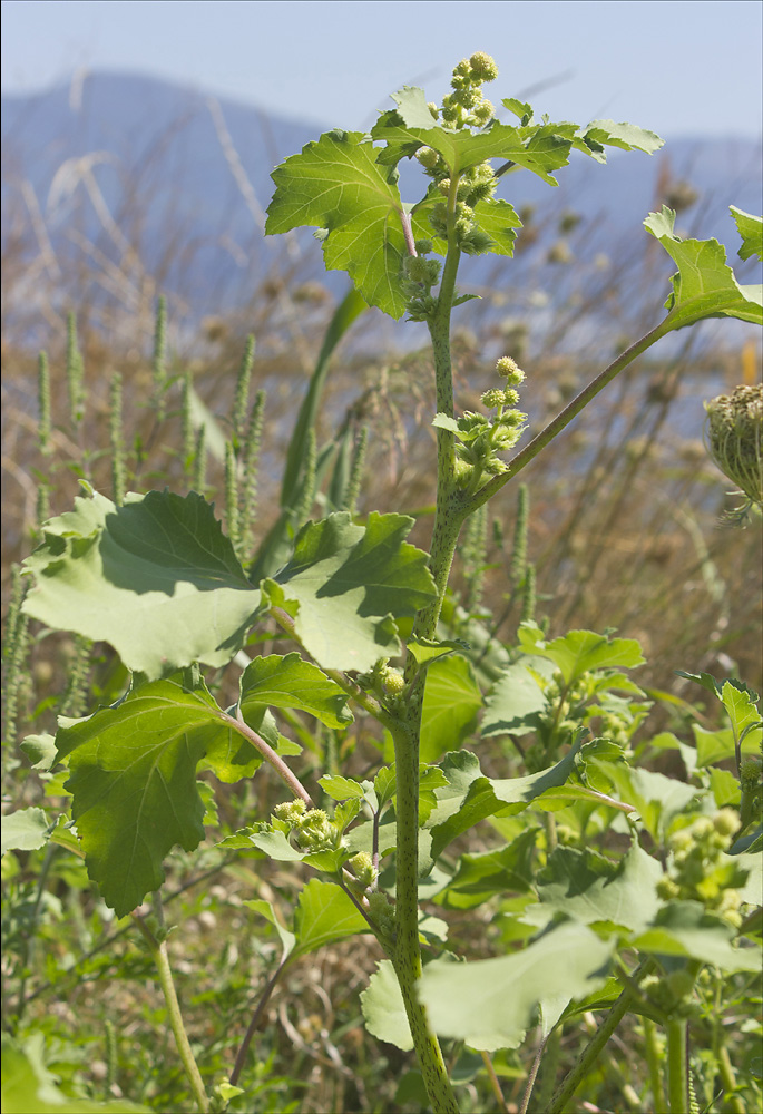 Изображение особи Xanthium orientale.