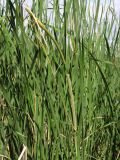 Typha domingensis