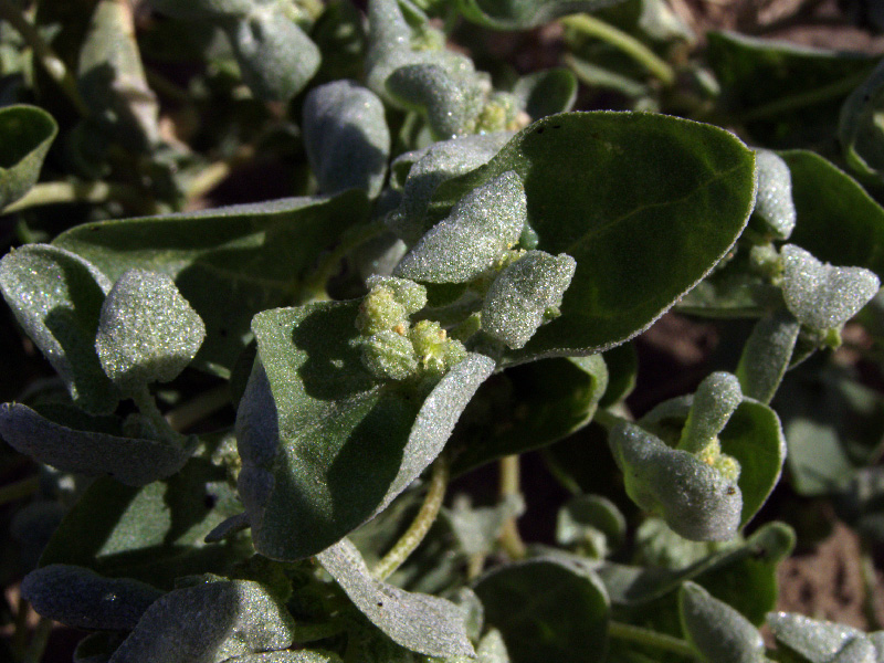 Изображение особи Atriplex dimorphostegia.