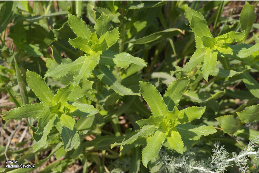 Image of Grindelia squarrosa specimen.